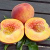 Broskyňa (Prunus persica) INKA