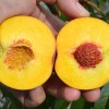 Broskyňa (Prunus persica) JAYHAVEN
