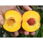 Peach (Prunus persica) JAYHAVEN