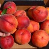 Broskyňa (Prunus persica) JAYHAVEN