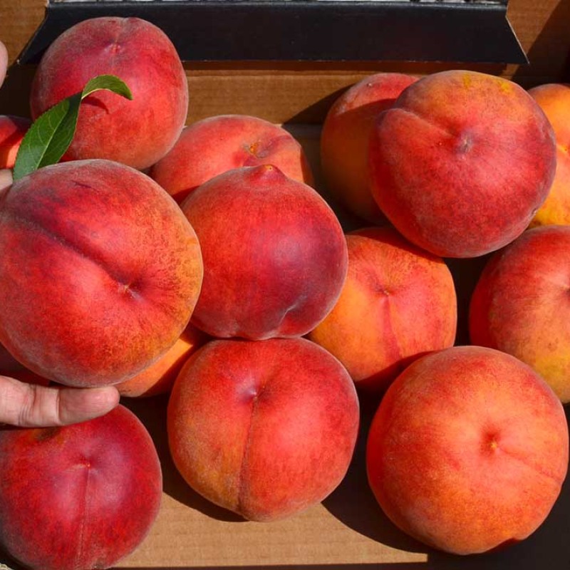 Broskyňa (Prunus persica) JAYHAVEN