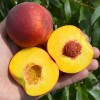 Broskyňa (Prunus persica) JAYHAVEN