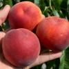 Broskyňa (Prunus persica) JAYHAVEN