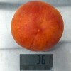 Broskyňa (Prunus persica) JAYHAVEN