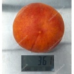 Broskyňa (Prunus persica) JAYHAVEN