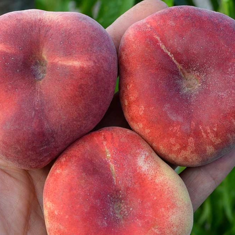 Broskyňa plochá (Prunus persica) MONICA