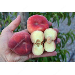Flat Peach (Prunus persica) MONICA