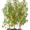 Broskyňa (Prunus persica) ROYAL GLORY