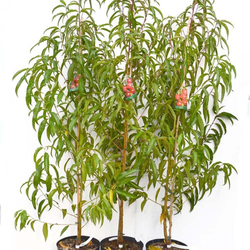 Broskyňa (Prunus persica) SPRING LADY