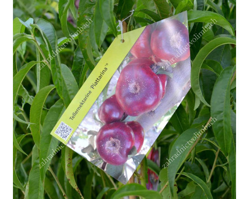 Teller-Nektarine (Prunus persica var. nucipersica) PIATTARINA