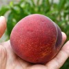 Broskyňa (Prunus persica) PRINCESS