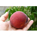 Peach (Prunus persica) PRINCESS