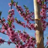 Broskyňa (Prunus persica) PRINCESS