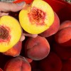Broskyňa (Prunus persica) PRINCESS