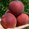 Broskyňa (Prunus persica) PRINCESS