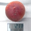 Broskyňa (Prunus persica) RELIANCE