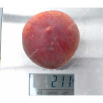 Pfirsich (Prunus persica) RELIANCE