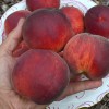 Broskyňa (Prunus persica) RELIANCE