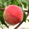 Broskyňa (Prunus persica) REVITA