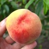Broskyňa (Prunus persica) REVITA