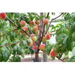 Peach (Prunus persica) REVITA