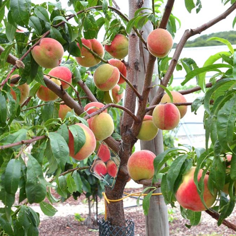 Broskyňa (Prunus persica) REVITA