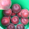 Broskyňa (Prunus persica) ROYAL GEM