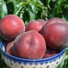 Broskyňa (Prunus persica) ROYAL GEM