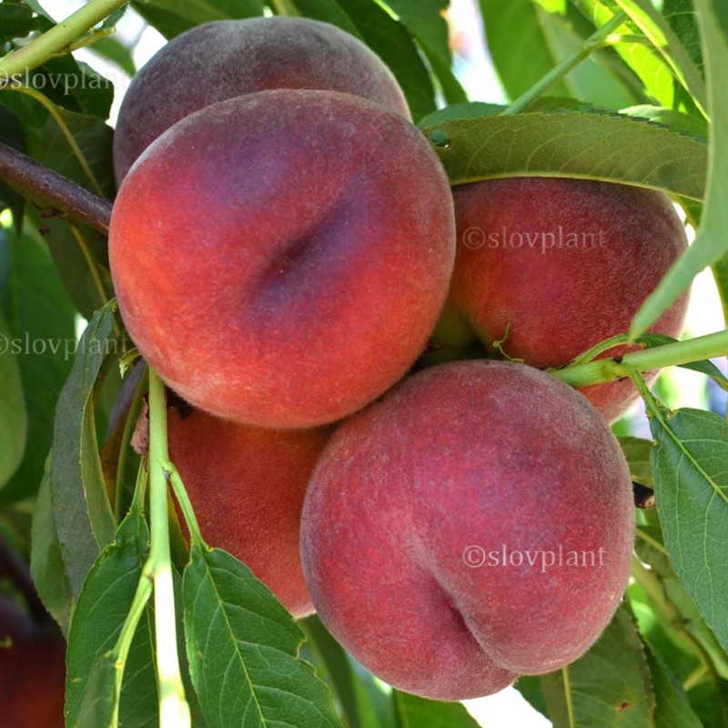 Broskyňa (Prunus persica) ROYAL GLORY