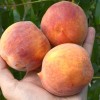 Peach (Prunus persica) ROYALVEE