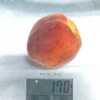 Peach (Prunus persica) ROYALVEE