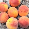Peach (Prunus persica) ROYALVEE