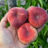 Teller-Pfirsich (Prunus persica) SATURN