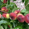 Teller-Pfirsich (Prunus persica) SATURN