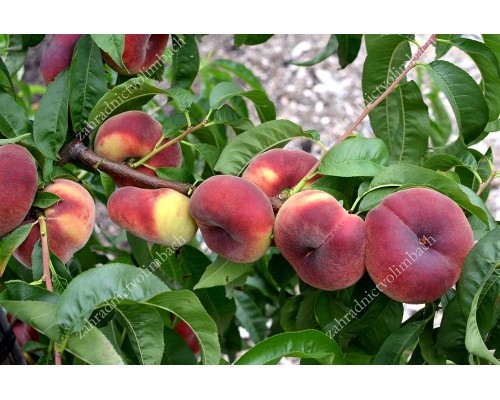Flat Doughnut Peach (Prunus persica) SATURN