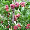 Teller-Pfirsich (Prunus persica) SATURN