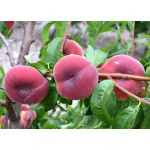 Broskyňa (Prunus persica) SATURN