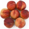 Columnar Peach (Prunus persica) CAMPANILO