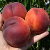 Broskyňa (Prunus persica) SYMPHONIE