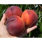 Pfirsich (Prunus persica) SYMPHONIE