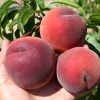 Broskyňa (Prunus persica) SYMPHONIE