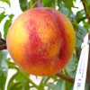 Broskyňa (Prunus persica) SYMPHONIE