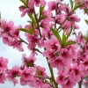 Broskyňa (Prunus persica) SYMPHONIE
