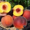Broskyňa (Prunus persica) SYMPHONIE