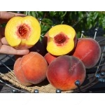Peach (Prunus persica) SYMPHONIE