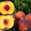 Broskyňa (Prunus persica) SYMPHONIE