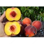Peach (Prunus persica) SYMPHONIE
