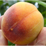 Peach (Prunus persica) VELVET