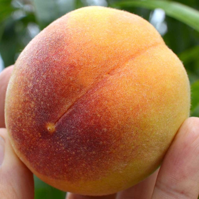 Peach (Prunus persica) VELVET