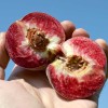 Pfirsich (Prunus persica) ROTER WEINBERGPFIRSICH